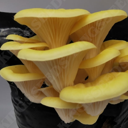 Picture of DIRECT SALE -  Yellow-Gold Oyster Mushroom - Yellow-Gold Kit