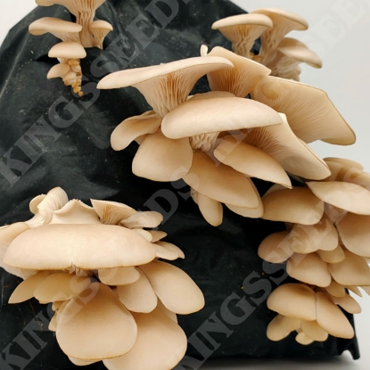 Picture of DIRECT SALE - White Elm Oyster Mushroom - 100ml Grain Spawn