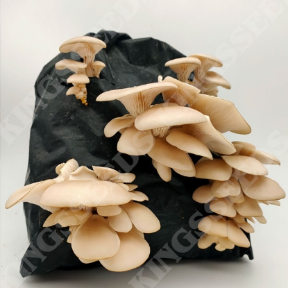 Picture of DIRECT SALE - White Elm Oyster Mushroom - White Elm Kit