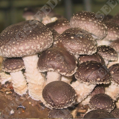 Picture of DIRECT SALE - Shiitake Mushroom - 50X plugs