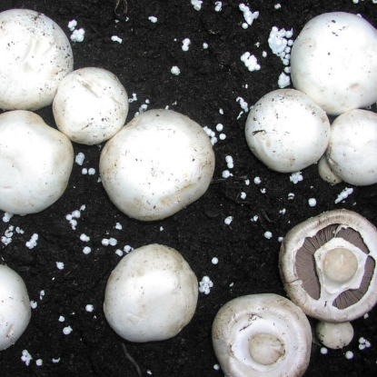 Picture of DIRECT SALE - White Button Mushroom 1L Grain Spawn