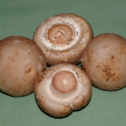 Picture of DIRECT SALE - Brown Button Mushroom 1L Grain Spawn