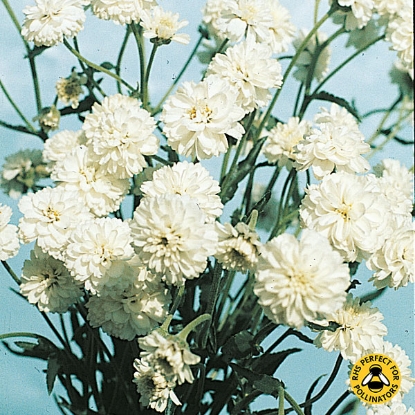 Picture of Achillea  Ballerina