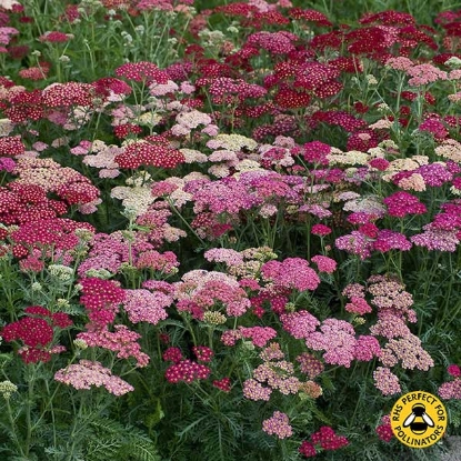 Picture of Achillea  Summer Berries F2