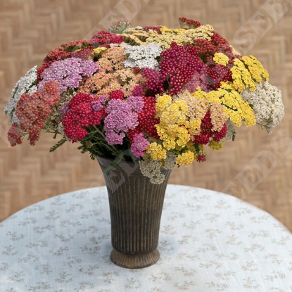 Picture of Achillea Flowerburst Fruit Bowl Mixed