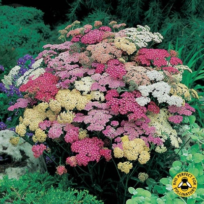 Picture of Achillea  Summer Pastels F2