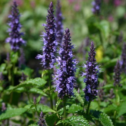 Picture of Agastache  Hybrida Astello Indigo