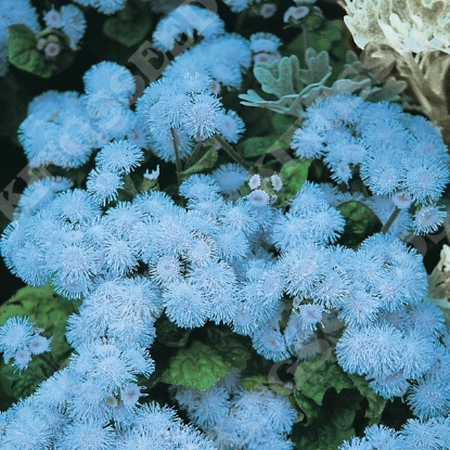 Picture of Ageratum  Blue Ball