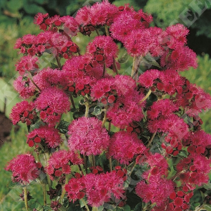 Picture of Ageratum  Red Sea