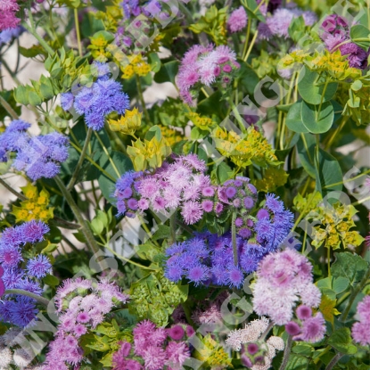 Picture of Ageratum  Timeless Mix