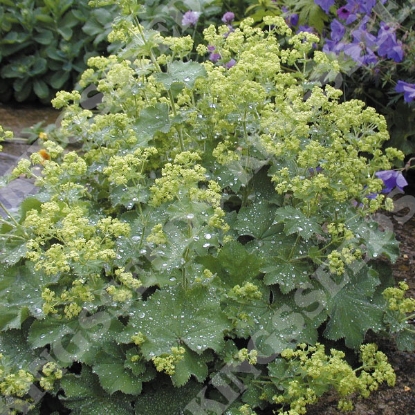 Picture of Alchemilla  Mollis (Ladys Mantle)