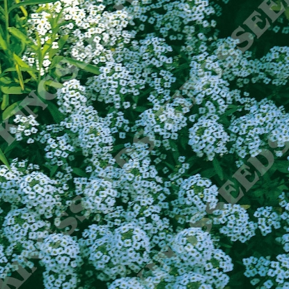 Picture of Alyssum  Carpet of Snow