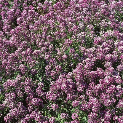 Picture of Alyssum  Royal Carpet