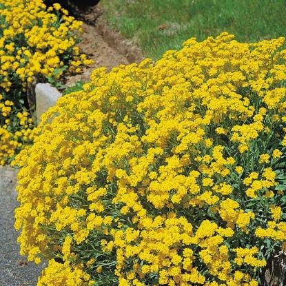 Picture of Alyssum  Saxatile Compactum Gold Dust