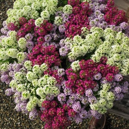 Picture of Alyssum  Wonderland Cotton Candy