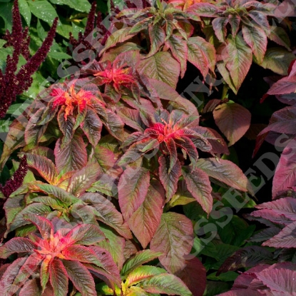 Picture of Amaranthus  Illumination