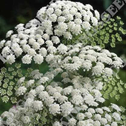 Picture of Ammi  Majus