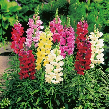 Picture of Antirrhinum  Snap Happy Mixed