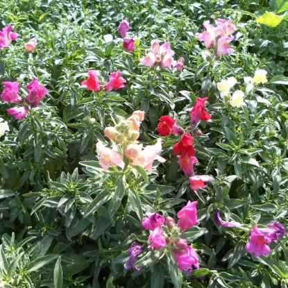 Picture of Antirrhinum  Magic Carpet