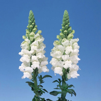 Picture of Antirrhinum  White Admiral F1