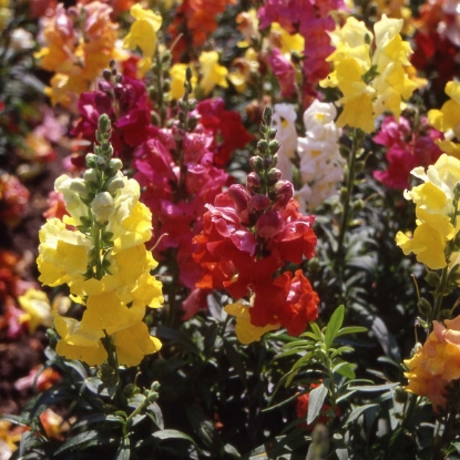 Picture of Antirrhinum  Cheerio F2