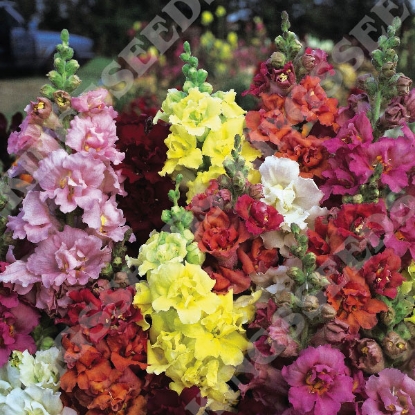 Picture of Antirrhinum  majus Double Madame Butterfly F1