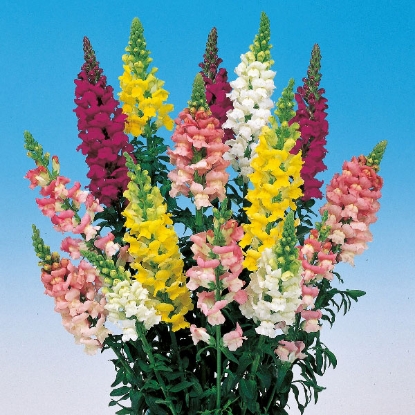 Picture of Antirrhinum  Majus Admiral Mixed F1