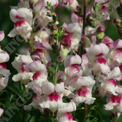 Picture of Antirrhinum  Lucky Lips