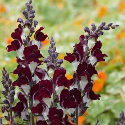 Picture of Antirrhinum  Night And Day