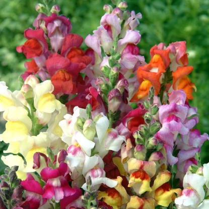 Picture of Antirrhinum  Circus Clowns Mix