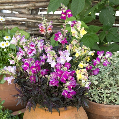 Picture of Antirrhinum  Twilight Mixed