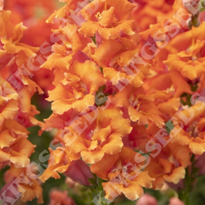 Picture of Antirrhinum Sweet Duet Peach F1