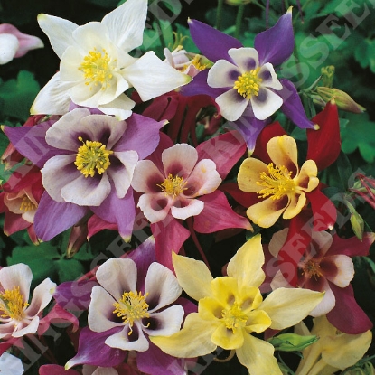 Picture of Aquilegia  McKanas Giant