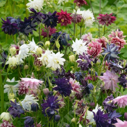 Picture of Aquilegia  Barlow Mixed