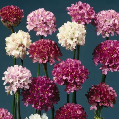 Picture of Armeria  Large Flowered Mixed