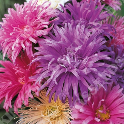 Picture of Aster  Ostrich Plume