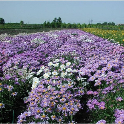 Picture of Aster  Alpine Mixed