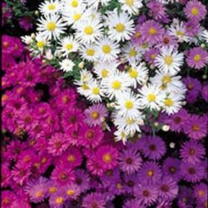 Picture of Michaelmas Daisy Nostalgia Mixed