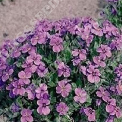 Picture of Aubrieta  Royal Violet