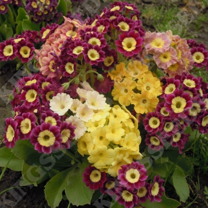 Picture of Auricula  Alpine Mixed