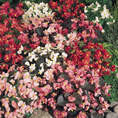 Picture of Begonia  Sunshine Carpet