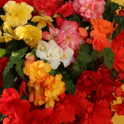 Picture of Begonia  tuberhybrida Chanson Mixed F1