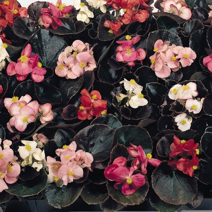 Picture of Begonia  Cocktail Series Mixed F1