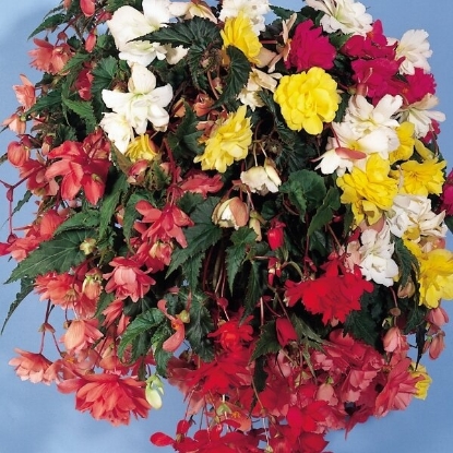 Picture of Begonia Illumination Mixed F1