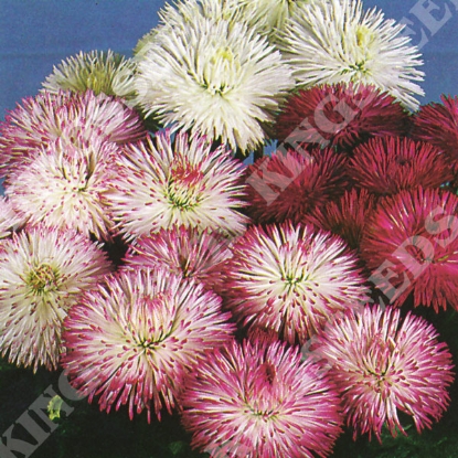 Picture of Bellis Perennis  Habanera Mixed