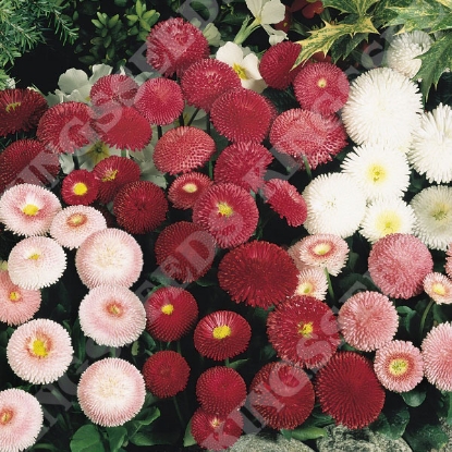 Picture of Bellis Perenniis  Tasso Mixed HB