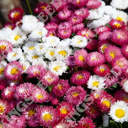 Picture of Bellis Perennis  Bam Bam Mixed F1