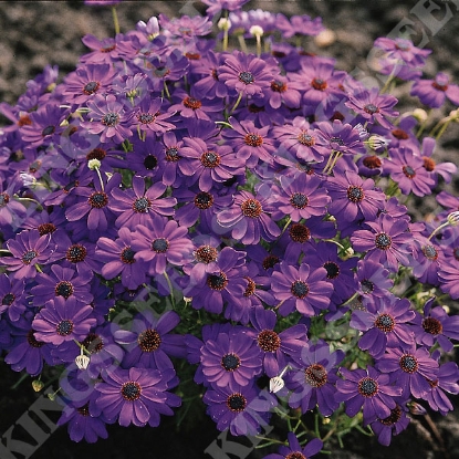 Picture of Brachycome  Brachy Blue (Swan River Daisy)