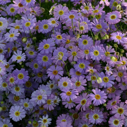 Picture of Brachycome  Iberidifolia Little Missy