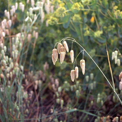 Picture of Briza  Maxima (Quaking Grass) HA